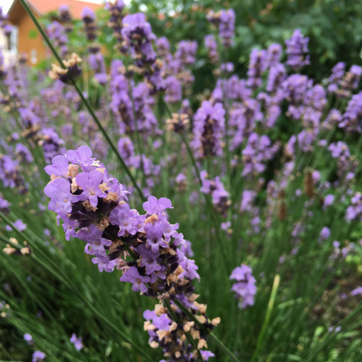 16-07-12_iPhone 6s_08-19-23-2