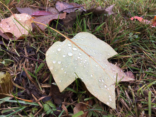 16-11-10_iphone-6s_08-03-02